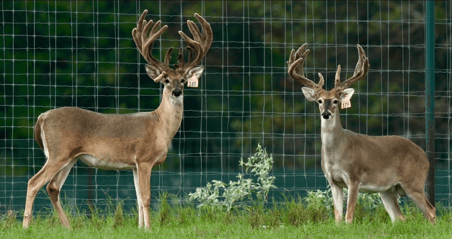M3 Whitetails are Texas deer breeders that specialize in raising and selling whitetail Breeder Bucks, whitetail DMP Bucks, whitetail Stocker Bucks, as well as open and bred whitetail does. Big Texas Typicals are what buyers want when buying Texas DMP Bucks, Stocker Bucks, and Breeder Bucks. Our whitetail deer for sale are sure to impress prospective buyers and are priced competitively.