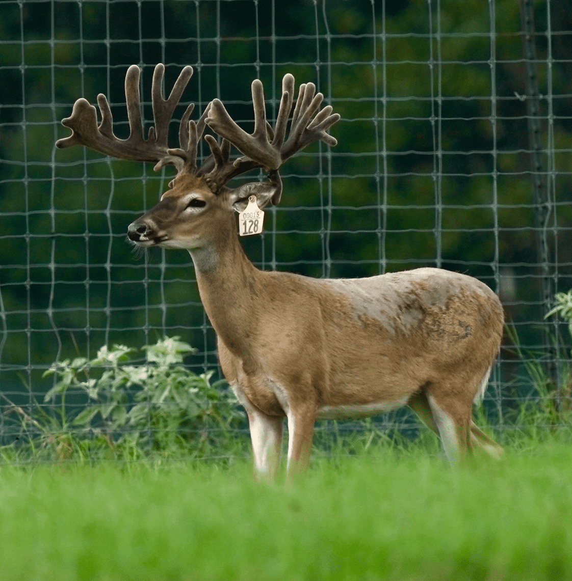 M3 Whitetails are Texas deer breeders that specialize in raising and selling whitetail Breeder Bucks, whitetail DMP Bucks, whitetail Stocker Bucks, as well as open and bred whitetail does. Big Texas Typicals are what buyers want when buying Texas DMP Bucks, Stocker Bucks, and Breeder Bucks. Our whitetail deer for sale are sure to impress prospective buyers and are priced competitively.