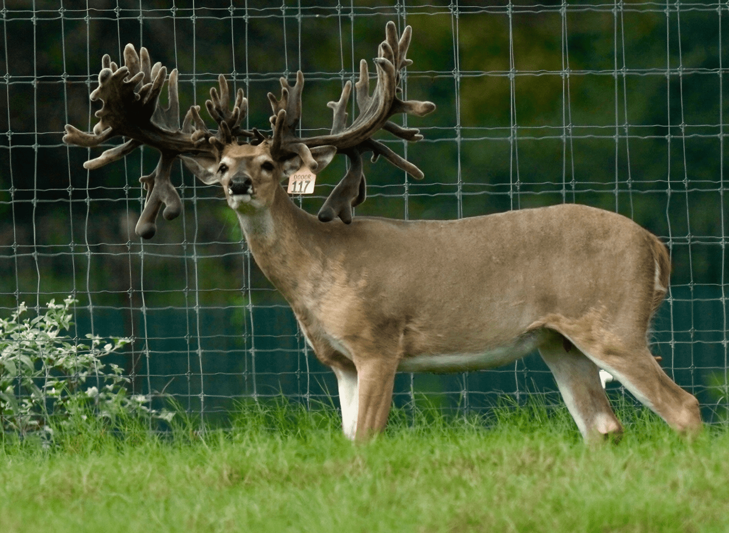 M3 Whitetails are Texas deer breeders that specialize in raising and selling whitetail Breeder Bucks, whitetail DMP Bucks, whitetail Stocker Bucks, as well as open and bred whitetail does. Big Texas Typicals are what buyers want when buying Texas DMP Bucks, Stocker Bucks, and Breeder Bucks. Our whitetail deer for sale are sure to impress prospective buyers and are priced competitively.