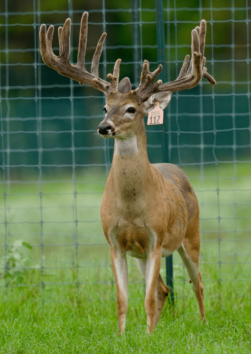 M3 Whitetails are Texas deer breeders that specialize in raising and selling whitetail Breeder Bucks, whitetail DMP Bucks, whitetail Stocker Bucks, as well as open and bred whitetail does. Big Texas Typicals are what buyers want when buying Texas DMP Bucks, Stocker Bucks, and Breeder Bucks. Our whitetail deer for sale are sure to impress prospective buyers and are priced competitively.