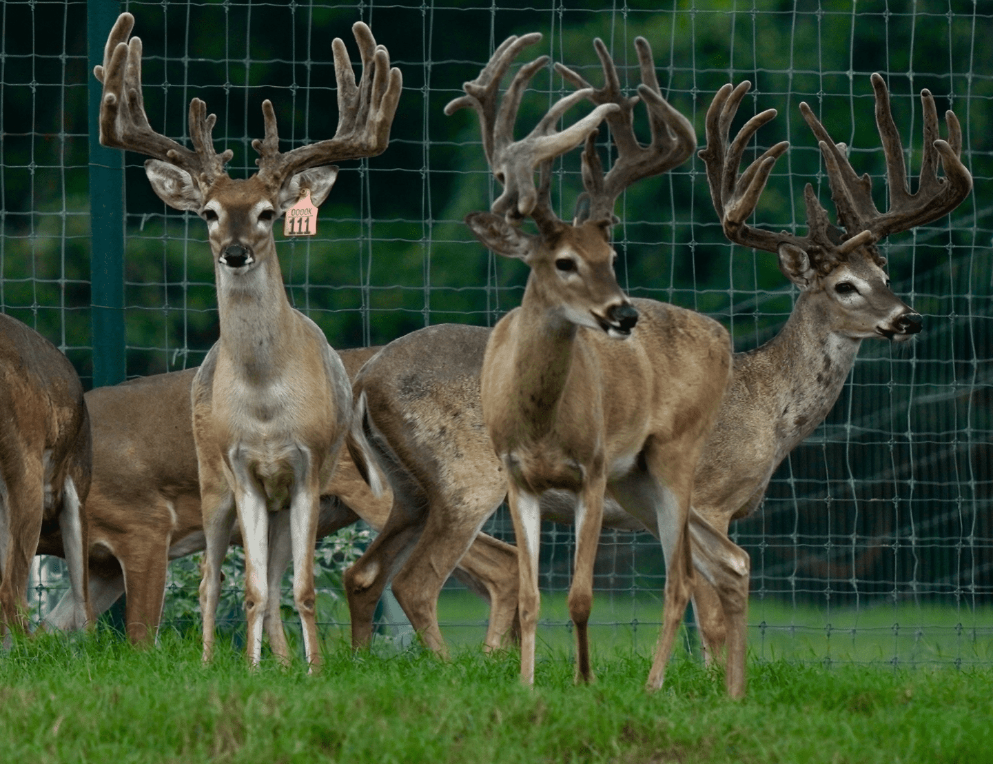 M3 Whitetails are Texas deer breeders that specialize in raising and selling whitetail Breeder Bucks, whitetail DMP Bucks, whitetail Stocker Bucks, as well as open and bred whitetail does. Big Texas Typicals are what buyers want when buying Texas DMP Bucks, Stocker Bucks, and Breeder Bucks. Our whitetail deer for sale are sure to impress prospective buyers and are priced competitively.