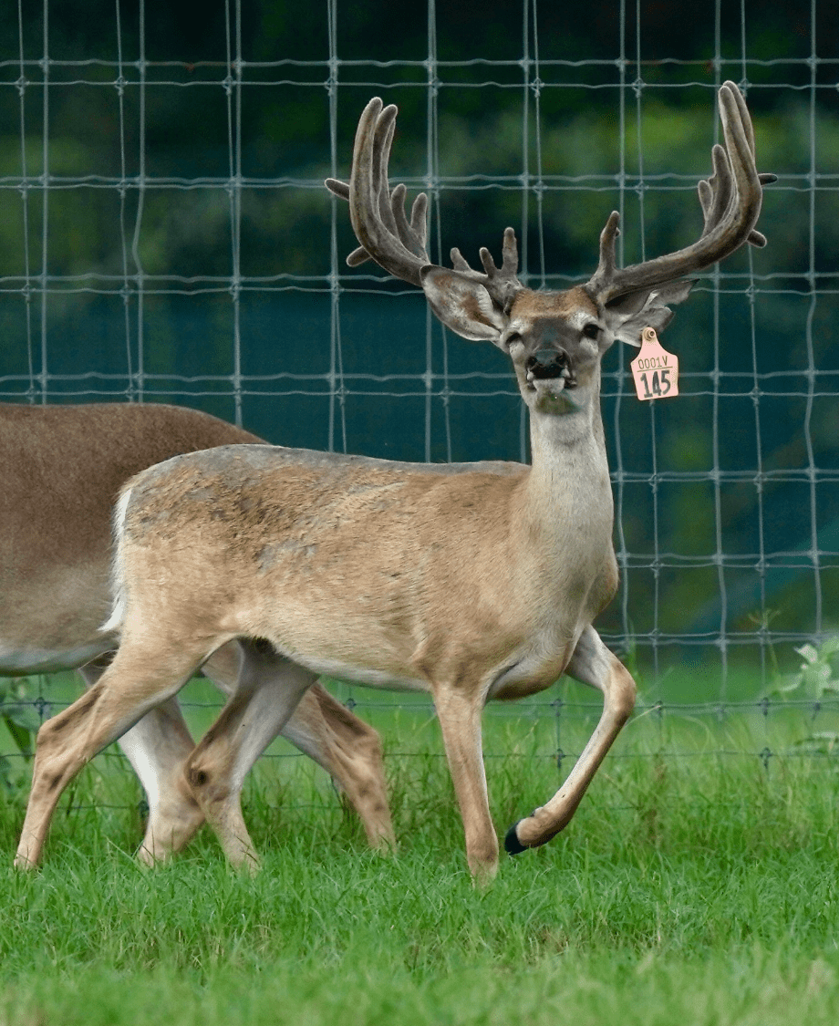 M3 Whitetails are Texas deer breeders that specialize in raising and selling whitetail Breeder Bucks, whitetail DMP Bucks, whitetail Stocker Bucks, as well as open and bred whitetail does. Big Texas Typicals are what buyers want when buying Texas DMP Bucks, Stocker Bucks, and Breeder Bucks. Our whitetail deer for sale are sure to impress prospective buyers and are priced competitively.