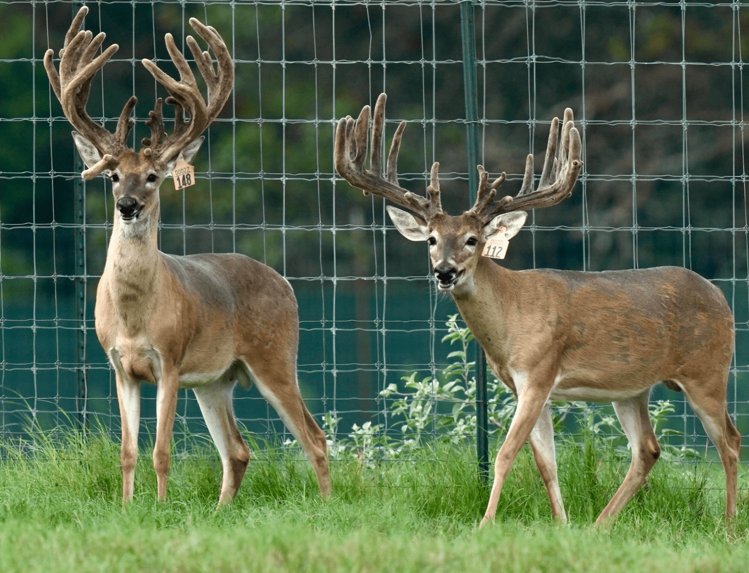 M3 Whitetails are Texas deer breeders that specialize in raising and selling whitetail Breeder Bucks, whitetail DMP Bucks, whitetail Stocker Bucks, as well as open and bred whitetail does. Big Texas Typicals are what buyers want when buying Texas DMP Bucks, Stocker Bucks, and Breeder Bucks. Our whitetail deer for sale are sure to impress prospective buyers and are priced competitively.