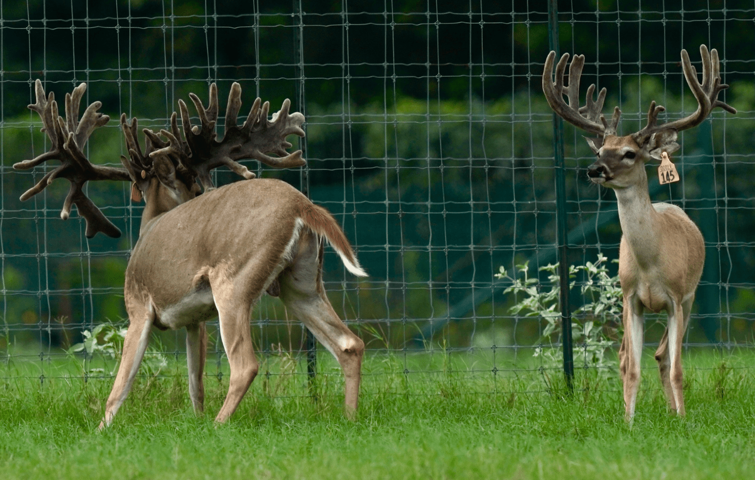 M3 Whitetails are Texas deer breeders that specialize in raising and selling whitetail Breeder Bucks, whitetail DMP Bucks, whitetail Stocker Bucks, as well as open and bred whitetail does. Big Texas Typicals are what buyers want when buying Texas DMP Bucks, Stocker Bucks, and Breeder Bucks. Our whitetail deer for sale are sure to impress prospective buyers and are priced competitively.