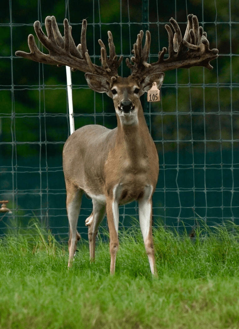 M3 Whitetails are Texas deer breeders that specialize in raising and selling whitetail Breeder Bucks, whitetail DMP Bucks, whitetail Stocker Bucks, as well as open and bred whitetail does. Big Texas Typicals are what buyers want when buying Texas DMP Bucks, Stocker Bucks, and Breeder Bucks. Our whitetail deer for sale are sure to impress prospective buyers and are priced competitively.