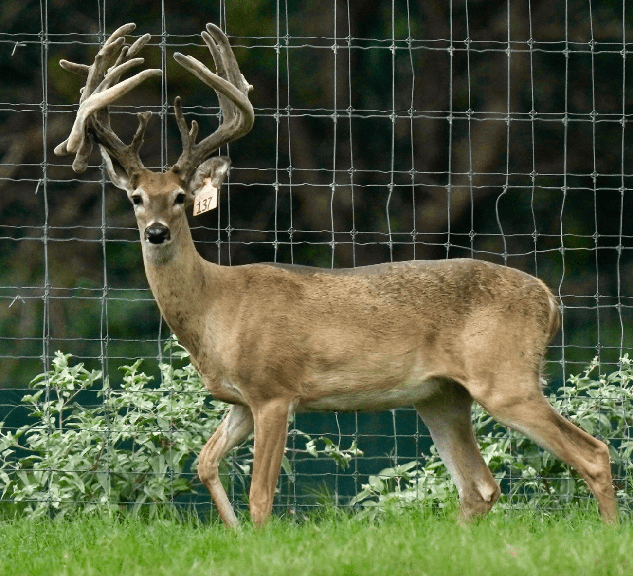 M3 Whitetails are Texas deer breeders that specialize in raising and selling whitetail Breeder Bucks, whitetail DMP Bucks, whitetail Stocker Bucks, as well as open and bred whitetail does. Big Texas Typicals are what buyers want when buying Texas DMP Bucks, Stocker Bucks, and Breeder Bucks. Our whitetail deer for sale are sure to impress prospective buyers and are priced competitively.