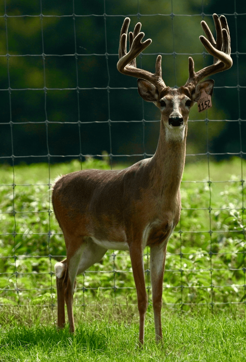 M3 Whitetails are Texas deer breeders that specialize in raising and selling whitetail Breeder Bucks, whitetail DMP Bucks, whitetail Stocker Bucks, as well as open and bred whitetail does. Big Texas Typicals are what buyers want when buying Texas DMP Bucks, Stocker Bucks, and Breeder Bucks. Our whitetail deer for sale are sure to impress prospective buyers and are priced competitively.