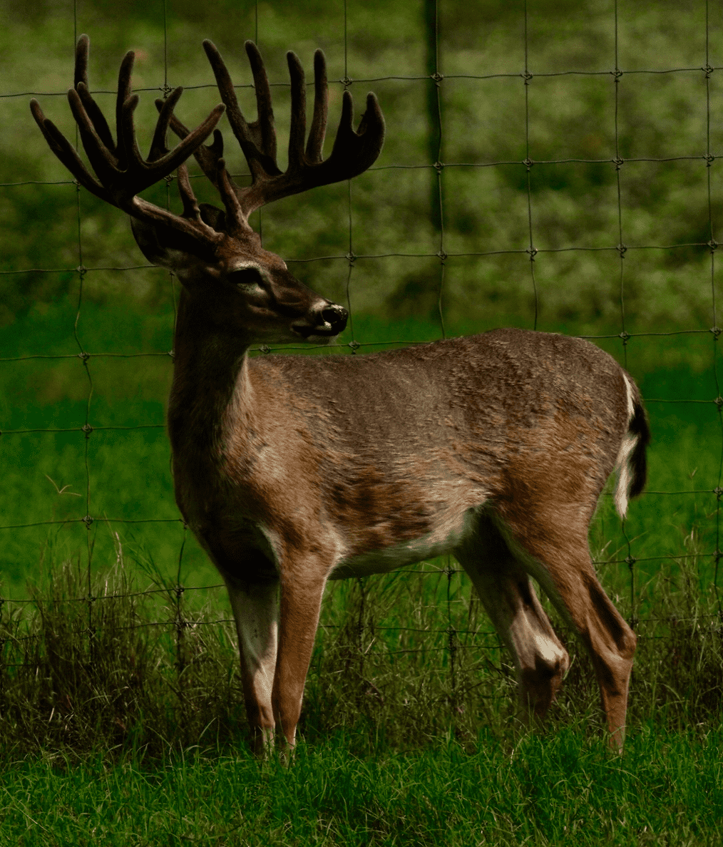 M3 Whitetails are Texas deer breeders that specialize in raising and selling whitetail Breeder Bucks, whitetail DMP Bucks, whitetail Stocker Bucks, as well as open and bred whitetail does. Big Texas Typicals are what buyers want when buying Texas DMP Bucks, Stocker Bucks, and Breeder Bucks. Our whitetail deer for sale are sure to impress prospective buyers and are priced competitively.