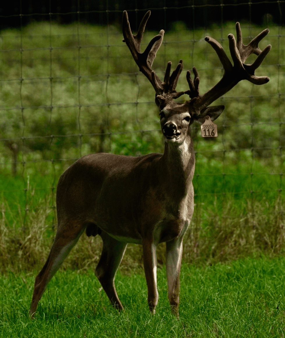 M3 Whitetails are Texas deer breeders that specialize in raising and selling whitetail Breeder Bucks, whitetail DMP Bucks, whitetail Stocker Bucks, as well as open and bred whitetail does. Big Texas Typicals are what buyers want when buying Texas DMP Bucks, Stocker Bucks, and Breeder Bucks. Our whitetail deer for sale are sure to impress prospective buyers and are priced competitively.