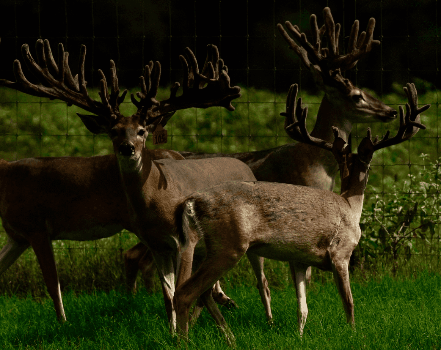 M3 Whitetails are Texas deer breeders that specialize in raising and selling whitetail Breeder Bucks, whitetail DMP Bucks, whitetail Stocker Bucks, as well as open and bred whitetail does. Big Texas Typicals are what buyers want when buying Texas DMP Bucks, Stocker Bucks, and Breeder Bucks. Our whitetail deer for sale are sure to impress prospective buyers and are priced competitively.