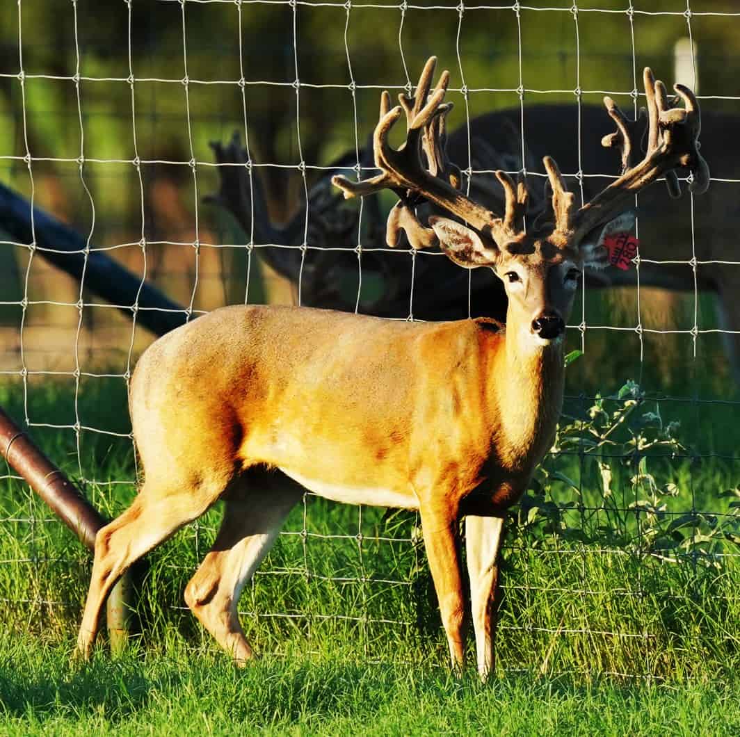 DIED McNificent 21 M3-Orange 280 T2 Not Detected – Deer Breeder In ...
