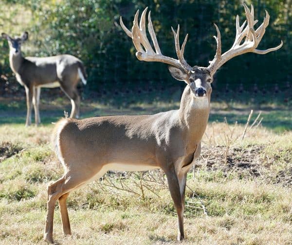 M3 Whitetails are Texas deer breeders that specialize in raising and selling whitetail Breeder Bucks, whitetail DMP Bucks, whitetail Stocker Bucks, as well as open and bred whitetail does. Big Texas Typicals are what buyers want when buying Texas DMP Bucks, Stocker Bucks, and Breeder Bucks. Our whitetail deer for sale are sure to impress and are priced competitively.