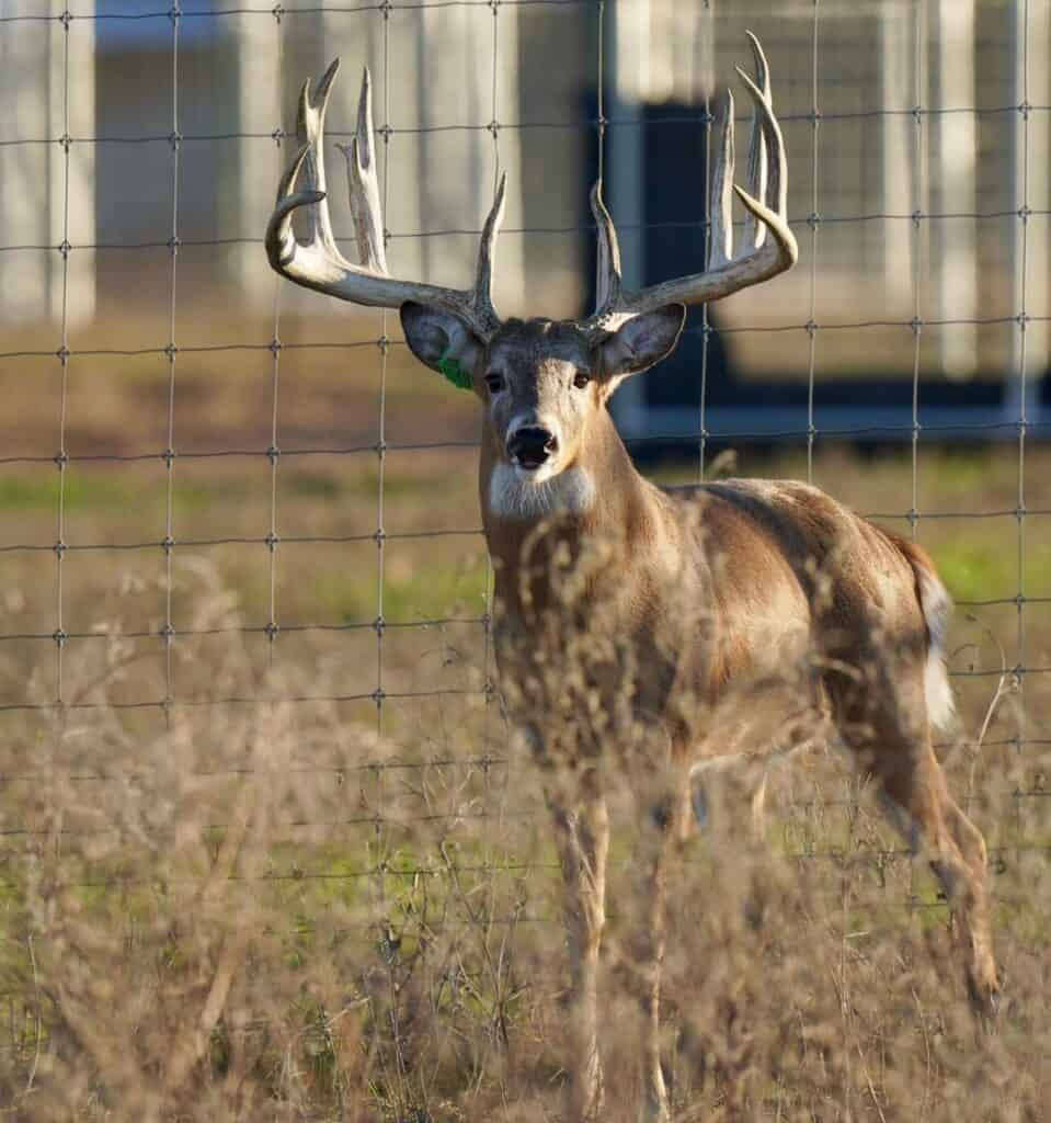 M3 Whitetails are Texas deer breeders that specialize in raising and selling whitetail Breeder Bucks, whitetail DMP Bucks, whitetail Stocker Bucks, as well as open and bred whitetail does. Big Texas Typicals are what buyers want when buying Texas DMP Bucks, Stocker Bucks, and Breeder Bucks. Our whitetail deer for sale are sure to impress and are priced competitively.