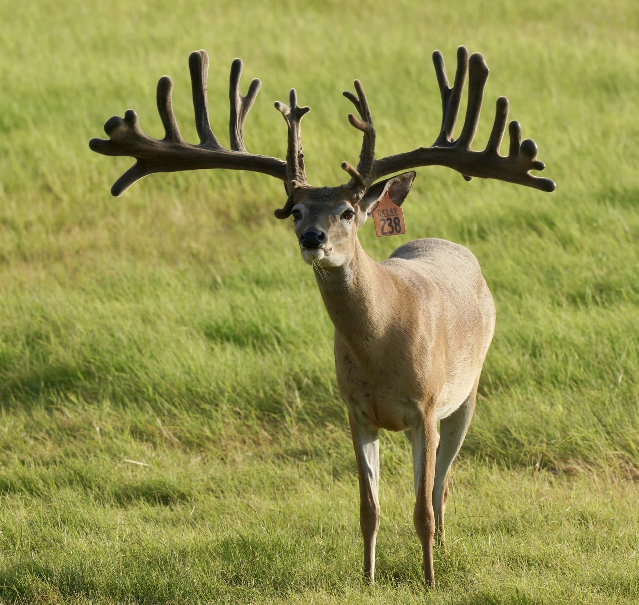 M3 Whitetails are Texas deer breeders that specialize in raising and selling whitetail Breeder Bucks, whitetail DMP Bucks, whitetail Stocker Bucks, as well as open and bred whitetail does. Big Texas Typicals are what buyers want when buying Texas DMP Bucks, Stocker Bucks, and Breeder Bucks. Our whitetail deer for sale are sure to impress and are priced competitively.