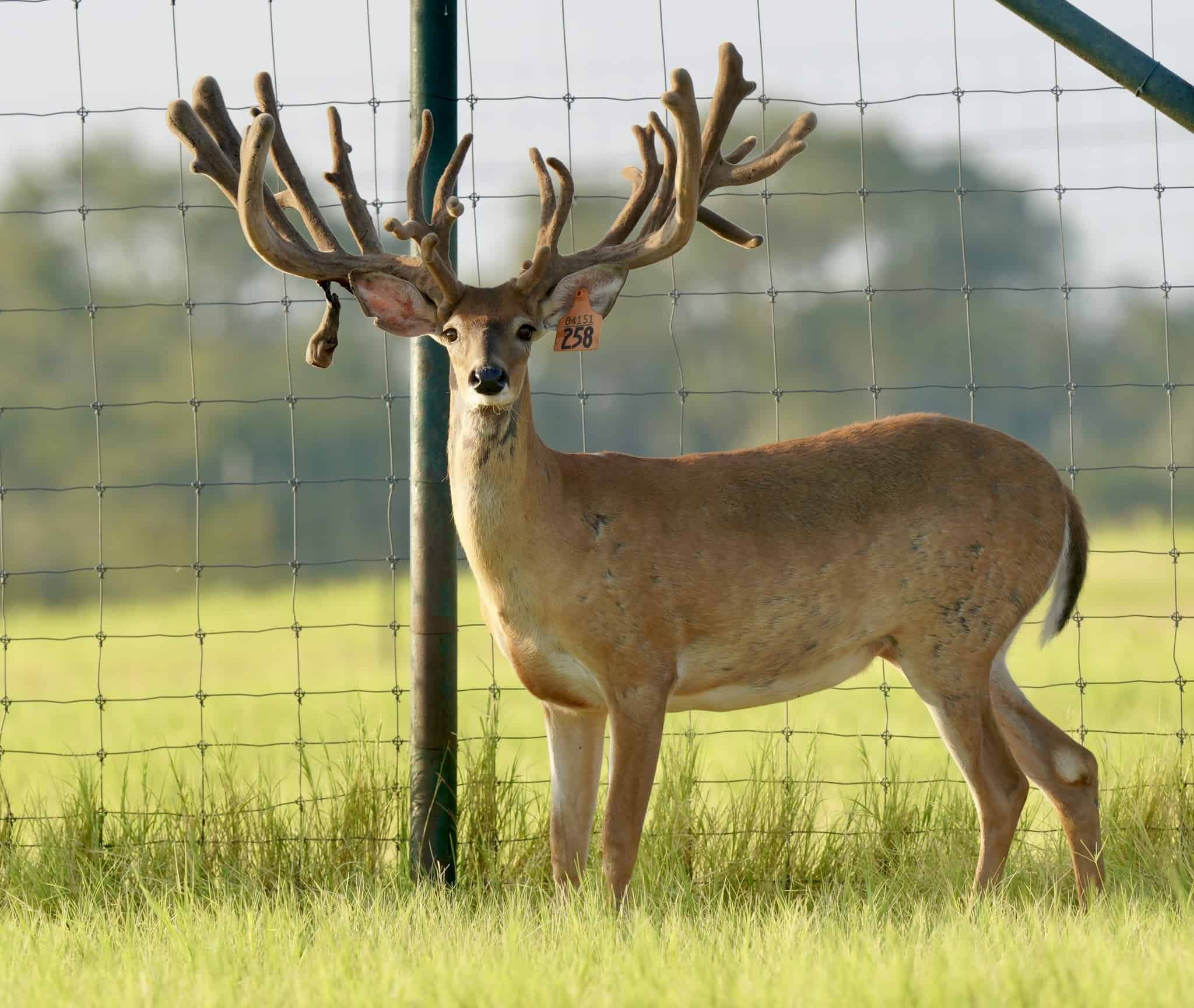 M3 Whitetails are Texas deer breeders that specialize in raising and selling whitetail Breeder Bucks, whitetail DMP Bucks, whitetail Stocker Bucks, as well as open and bred whitetail does. Big Texas Typicals are what buyers want when buying Texas DMP Bucks, Stocker Bucks, and Breeder Bucks. Our whitetail deer for sale are sure to impress and are priced competitively.
