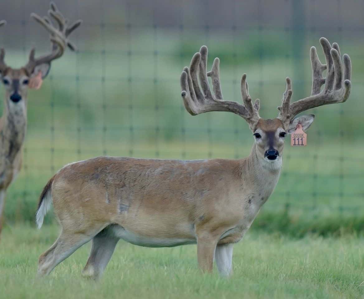 M3 Whitetails are Texas deer breeders that specialize in raising and selling whitetail Breeder Bucks, whitetail DMP Bucks, whitetail Stocker Bucks, as well as open and bred whitetail does. Big Texas Typicals are what buyers want when buying Texas DMP Bucks, Stocker Bucks, and Breeder Bucks. Our whitetail deer for sale are sure to impress and are priced competitively.