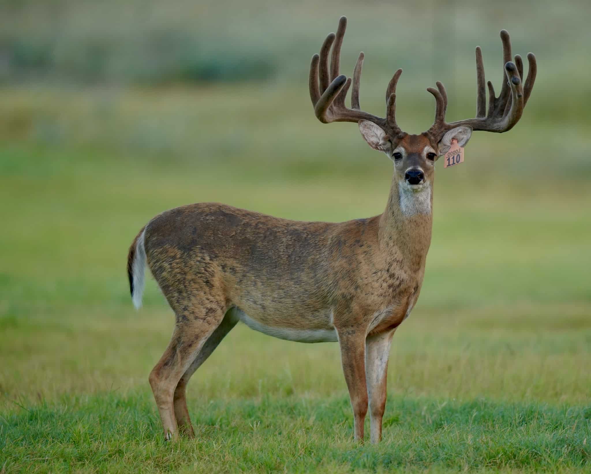 M3 Whitetails are Texas deer breeders that specialize in raising and selling whitetail Breeder Bucks, whitetail DMP Bucks, whitetail Stocker Bucks, as well as open and bred whitetail does. Big Texas Typicals are what buyers want when buying Texas DMP Bucks, Stocker Bucks, and Breeder Bucks. Our whitetail deer for sale are sure to impress and are priced competitively.