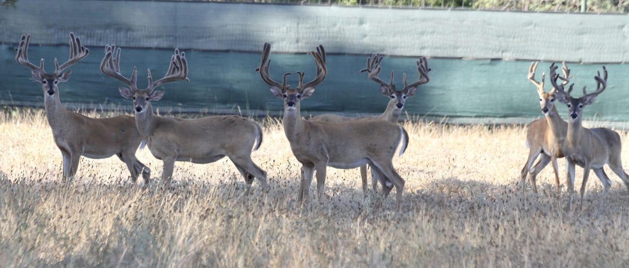 M3 Whitetails are Texas deer breeders that specialize in raising and selling whitetail Breeder Bucks, whitetail DMP Bucks, whitetail Stocker Bucks, as well as open and bred whitetail does. Big Texas Typicals are what buyers want when buying Texas DMP Bucks, Stocker Bucks, and Breeder Bucks. Our whitetail deer for sale are sure to impress and are priced competitively.
