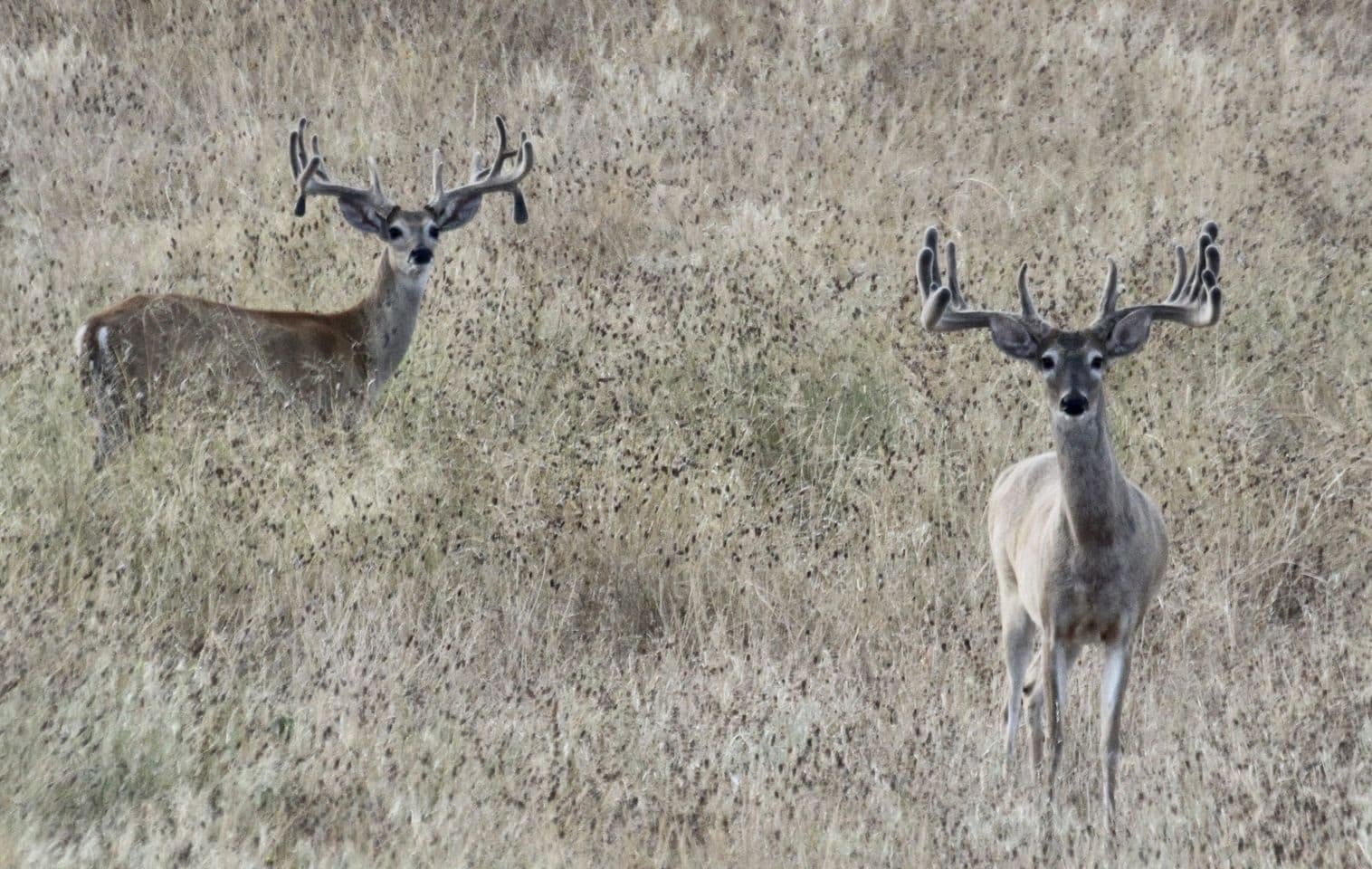 M3 Whitetails are Texas deer breeders that specialize in raising and selling whitetail Breeder Bucks, whitetail DMP Bucks, whitetail Stocker Bucks, as well as open and bred whitetail does. Big Texas Typicals are what buyers want when buying Texas DMP Bucks, Stocker Bucks, and Breeder Bucks. Our whitetail deer for sale are sure to impress and are priced competitively.