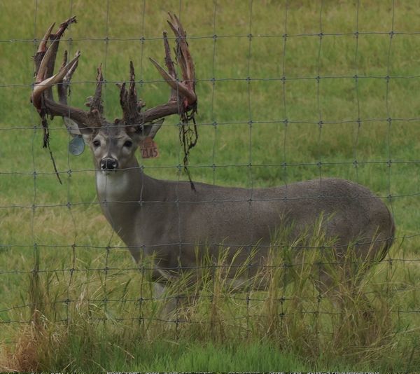 M3 Whitetails are Texas deer breeders that specialize in raising and selling whitetail Breeder Bucks, whitetail DMP Bucks, whitetail Stocker Bucks, as well as open and bred whitetail does. Big Texas Typicals are what buyers want when buying Texas DMP Bucks, Stocker Bucks, and Breeder Bucks. Our whitetail deer for sale are sure to impress and are priced competitively.