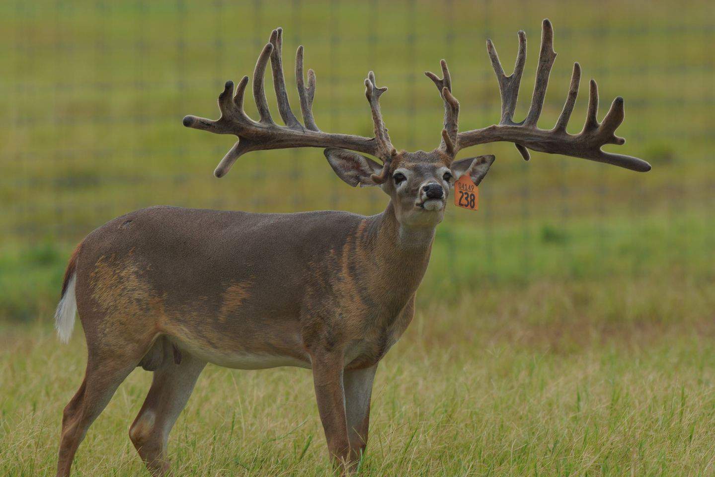 M3 Whitetails are Texas deer breeders that specialize in raising and selling whitetail Breeder Bucks, whitetail DMP Bucks, whitetail Stocker Bucks, as well as open and bred whitetail does. Big Texas Typicals are what buyers want when buying Texas DMP Bucks, Stocker Bucks, and Breeder Bucks. Our whitetail deer for sale are sure to impress and are priced competitively.