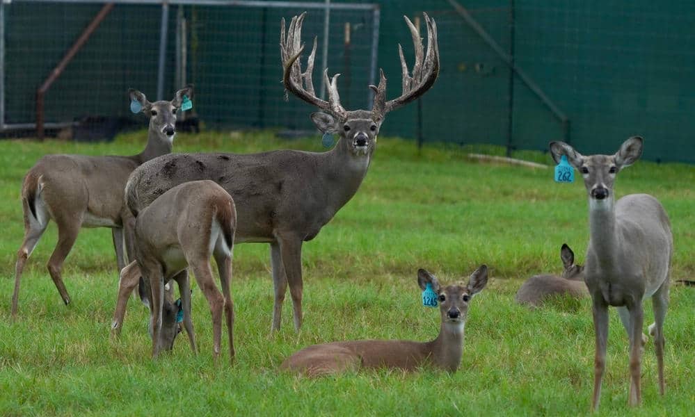 M3 Whitetails are Texas deer breeders that specialize in raising and selling whitetail Breeder Bucks, whitetail DMP Bucks, whitetail Stocker Bucks, as well as open and bred whitetail does. Big Texas Typicals are what buyers want when buying Texas DMP Bucks, Stocker Bucks, and Breeder Bucks. Our whitetail deer for sale are sure to impress and are priced competitively.