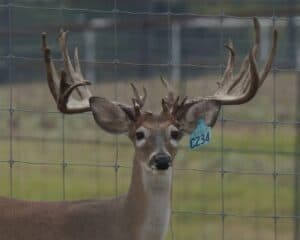 M3 Whitetails are Texas deer breeders that specialize in raising and selling whitetail Breeder Bucks, whitetail DMP Bucks, whitetail Stocker Bucks, as well as open and bred whitetail does. Big Texas Typicals are what buyers want when buying Texas DMP Bucks, Stocker Bucks, and Breeder Bucks. Our whitetail deer for sale are sure to impress and are priced competitively.