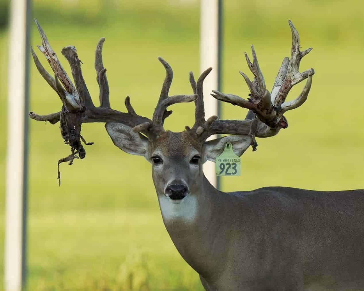 M3 Whitetails are Texas deer breeders that specialize in raising and selling whitetail Breeder Bucks, whitetail DMP Bucks, whitetail Stocker Bucks, as well as open and bred whitetail does. Big Texas Typicals are what buyers want when buying Texas DMP Bucks, Stocker Bucks, and Breeder Bucks. Our whitetail deer for sale are sure to impress and are priced competitively.
