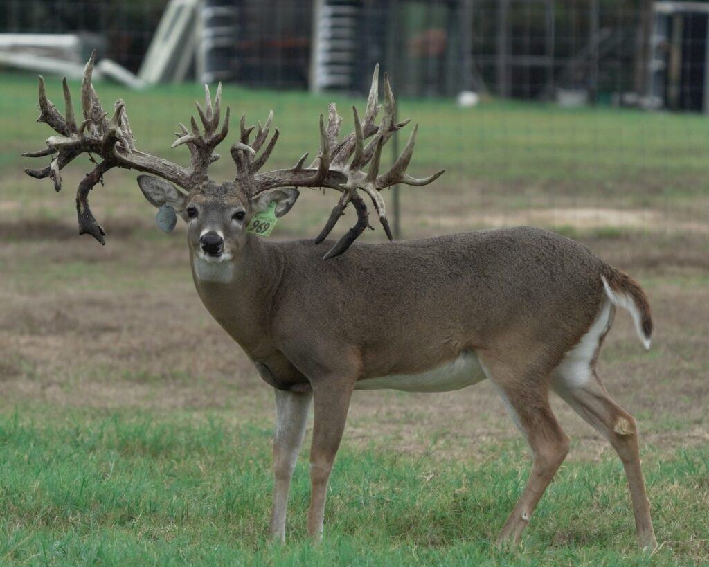 M3 Whitetails are Texas deer breeders that specialize in raising and selling whitetail Breeder Bucks, whitetail DMP Bucks, whitetail Stocker Bucks, as well as open and bred whitetail does. Big Texas Typicals are what buyers want when buying Texas DMP Bucks, Stocker Bucks, and Breeder Bucks. Our whitetail deer for sale are sure to impress and are priced competitively.