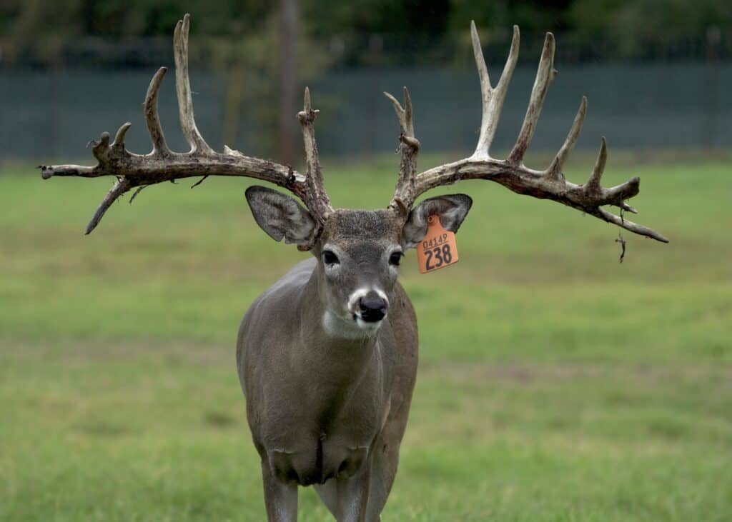 M3 Whitetails are Texas deer breeders that specialize in raising and selling whitetail Breeder Bucks, whitetail DMP Bucks, whitetail Stocker Bucks, as well as open and bred whitetail does. Big Texas Typicals are what buyers want when buying Texas DMP Bucks, Stocker Bucks, and Breeder Bucks. Our whitetail deer for sale are sure to impress and are priced competitively.