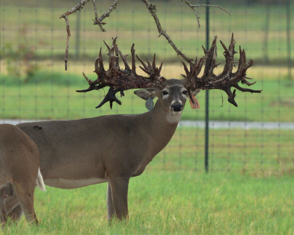 M3 Whitetails are Texas deer breeders that specialize in raising and selling whitetail Breeder Bucks, whitetail DMP Bucks, whitetail Stocker Bucks, as well as open and bred whitetail does. Big Texas Typicals are what buyers want when buying Texas DMP Bucks, Stocker Bucks, and Breeder Bucks. Our whitetail deer for sale are sure to impress and are priced competitively.