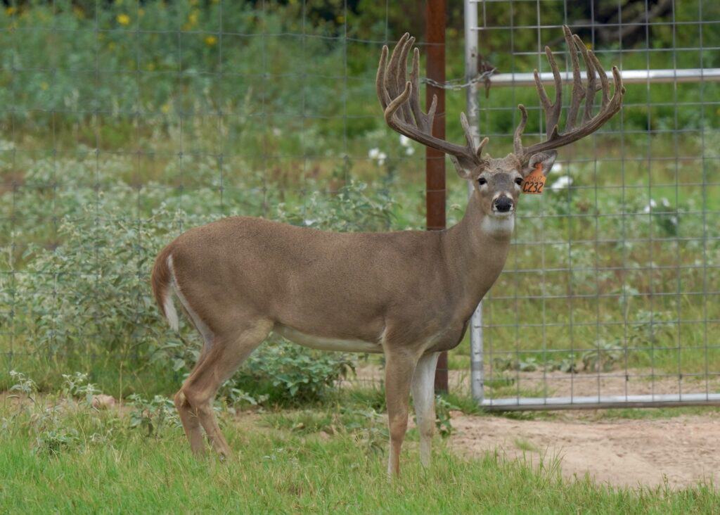 M3 Whitetails are Texas deer breeders that specialize in raising and selling whitetail Breeder Bucks, whitetail DMP Bucks, whitetail Stocker Bucks, as well as open and bred whitetail does. Big Texas Typicals are what buyers want when buying Texas DMP Bucks, Stocker Bucks, and Breeder Bucks. Our whitetail deer for sale are sure to impress and are priced competitively.