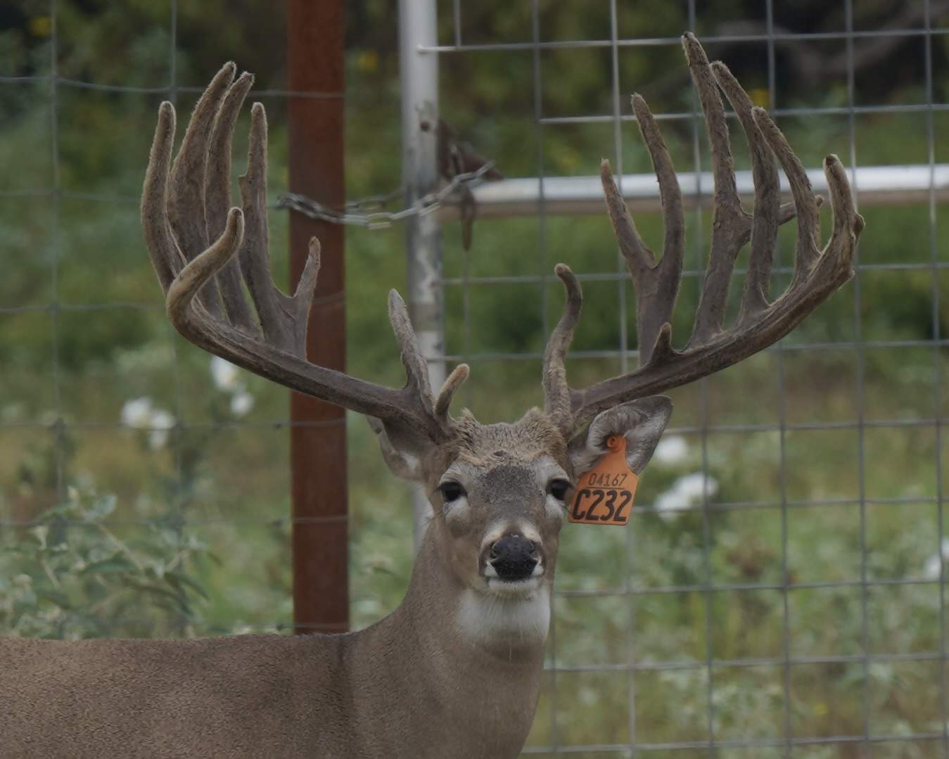 M3 Whitetails are Texas deer breeders that specialize in raising and selling whitetail Breeder Bucks, whitetail DMP Bucks, whitetail Stocker Bucks, as well as open and bred whitetail does. Big Texas Typicals are what buyers want when buying Texas DMP Bucks, Stocker Bucks, and Breeder Bucks. Our whitetail deer for sale are sure to impress and are priced competitively.