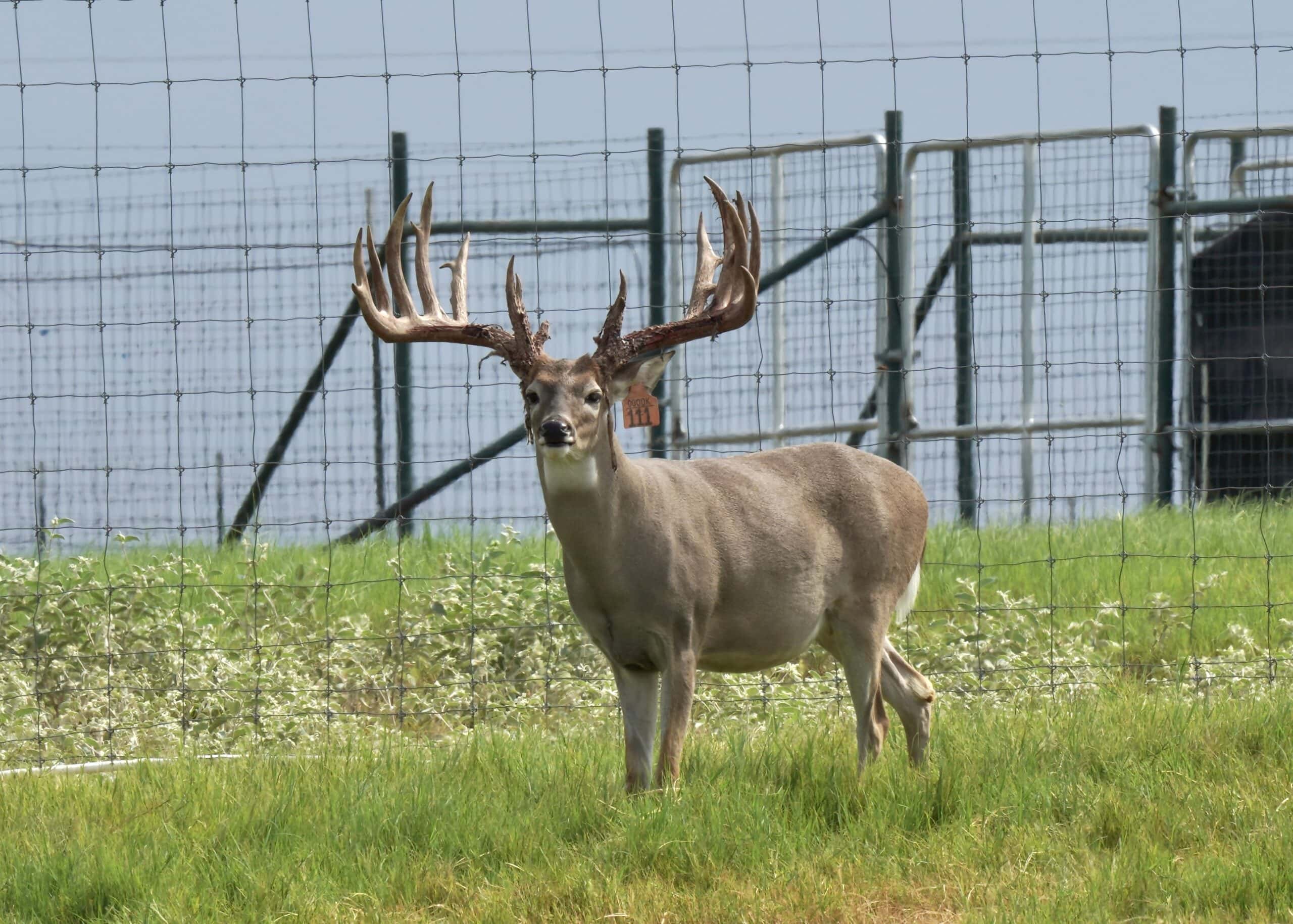M3 Whitetails are Texas deer breeders that specialize in raising and selling whitetail Breeder Bucks, whitetail DMP Bucks, whitetail Stocker Bucks, as well as open and bred whitetail does. Big Texas Typicals are what buyers want when buying Texas DMP Bucks, Stocker Bucks, and Breeder Bucks. Our whitetail deer for sale are sure to impress and are priced competitively.
