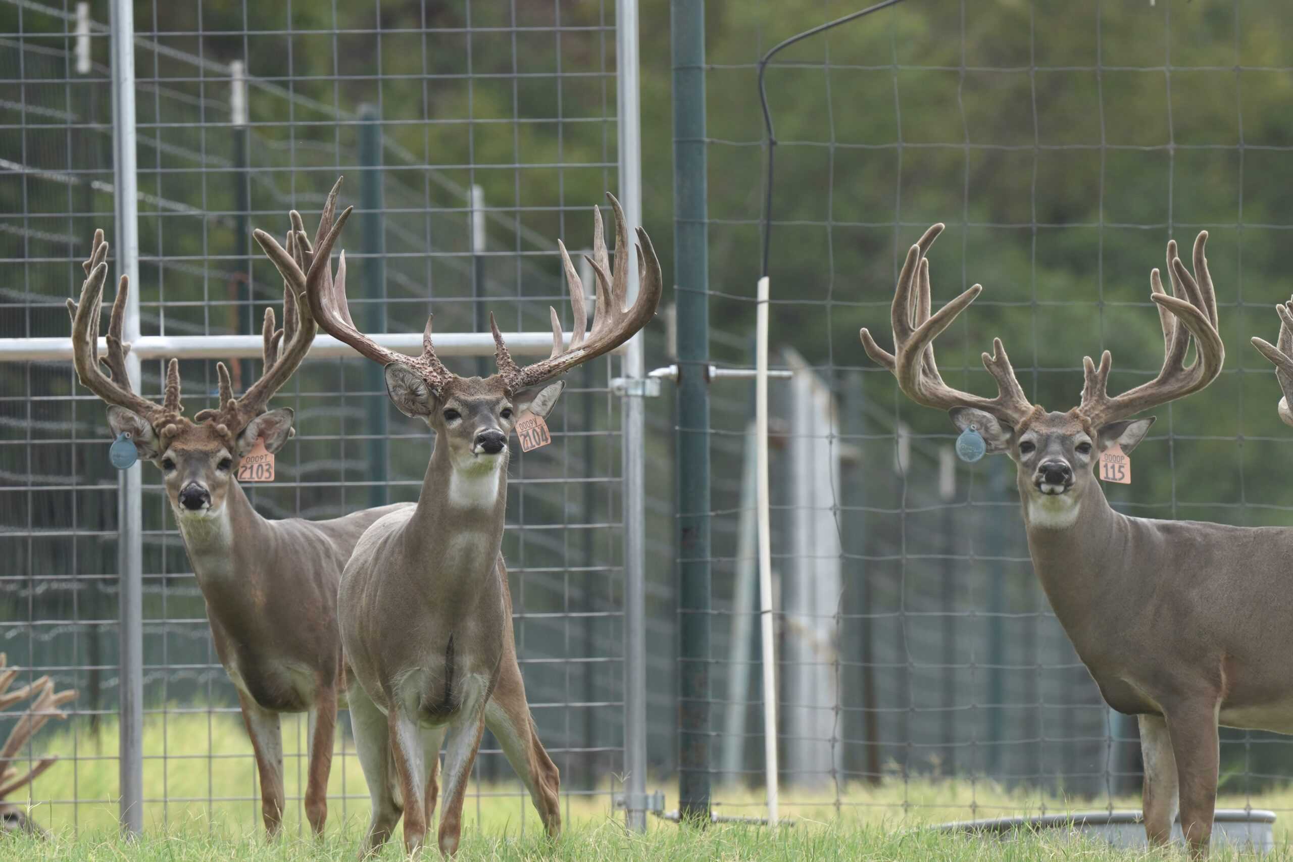 M3 Whitetails are Texas deer breeders that specialize in raising and selling whitetail Breeder Bucks, whitetail DMP Bucks, whitetail Stocker Bucks, as well as open and bred whitetail does. Big Texas Typicals are what buyers want when buying Texas DMP Bucks, Stocker Bucks, and Breeder Bucks. Our whitetail deer for sale are sure to impress and are priced competitively. Like my bucks? Buy my does!