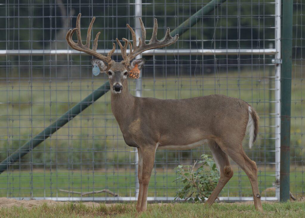 M3 Whitetails are Texas deer breeders that specialize in raising and selling whitetail Breeder Bucks, whitetail DMP Bucks, whitetail Stocker Bucks, as well as open and bred whitetail does. Big Texas Typicals are what buyers want when buying Texas DMP Bucks, Stocker Bucks, and Breeder Bucks. Our whitetail deer for sale are sure to impress and are priced competitively.