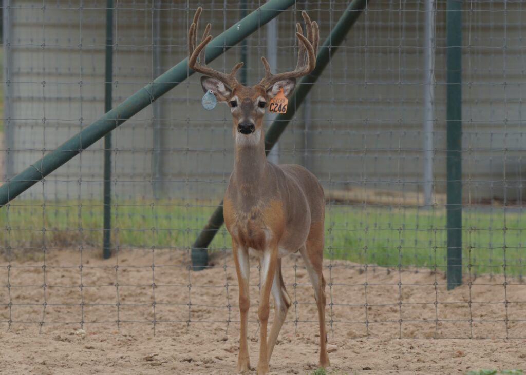 M3 Whitetails are Texas deer breeders that specialize in raising and selling whitetail Breeder Bucks, whitetail DMP Bucks, whitetail Stocker Bucks, as well as open and bred whitetail does. Big Texas Typicals are what buyers want when buying Texas DMP Bucks, Stocker Bucks, and Breeder Bucks. Our whitetail deer for sale are sure to impress and are priced competitively.
