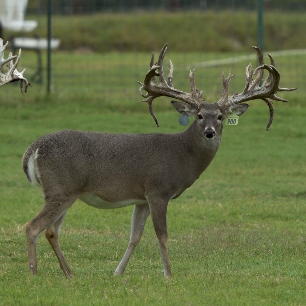M3 Whitetails are Texas deer breeders that specialize in raising and selling whitetail Breeder Bucks, whitetail DMP Bucks, whitetail Stocker Bucks, as well as open and bred whitetail does. Big Texas Typicals are what buyers want when buying Texas DMP Bucks, Stocker Bucks, and Breeder Bucks. Our whitetail deer for sale are sure to impress and are priced competitively. Like my bucks? Buy my does!