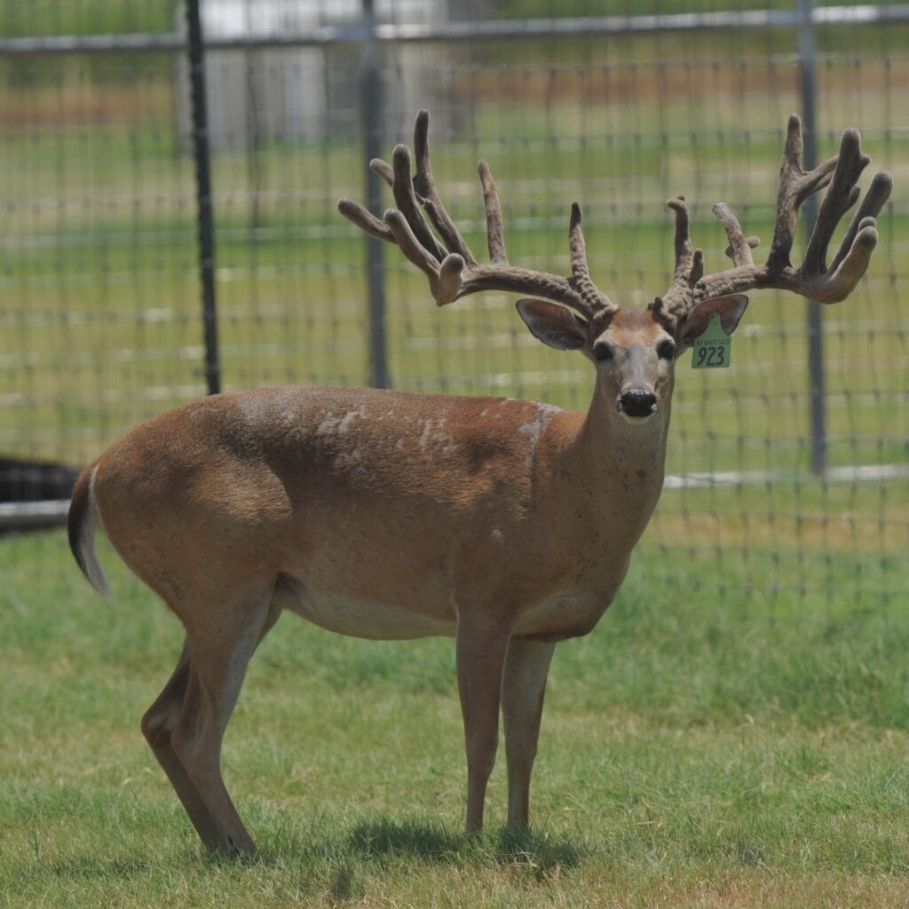 M3 Whitetails are Texas deer breeders that specialize in raising and selling whitetail Breeder Bucks, whitetail DMP Bucks, whitetail Stocker Bucks, as well as open and bred whitetail does. Big Texas Typicals are what buyers want when buying Texas DMP Bucks, Stocker Bucks, and Breeder Bucks. Our whitetail deer for sale are sure to impress and are priced competitively. Like my bucks? Buy my does!