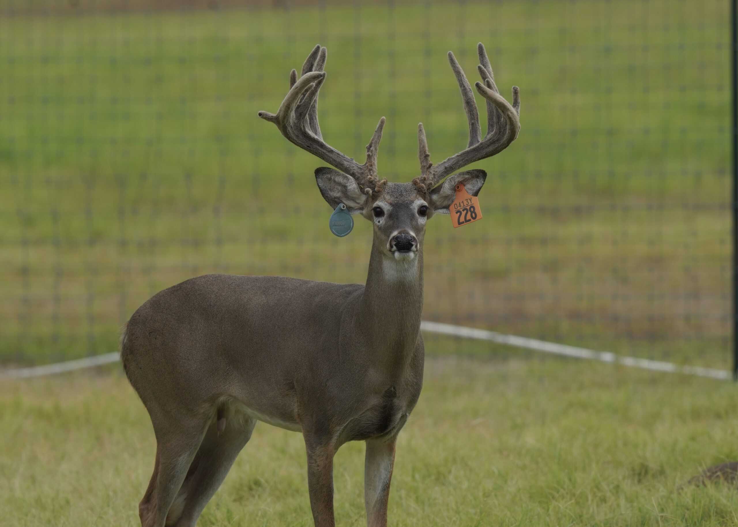 M3 Whitetails are Texas deer breeders that specialize in raising and selling whitetail Breeder Bucks, whitetail DMP Bucks, whitetail Stocker Bucks, as well as open and bred whitetail does. Big Texas Typicals are what buyers want when buying Texas DMP Bucks, Stocker Bucks, and Breeder Bucks. Our whitetail deer for sale are sure to impress and are priced competitively. Like my bucks? Buy my does!