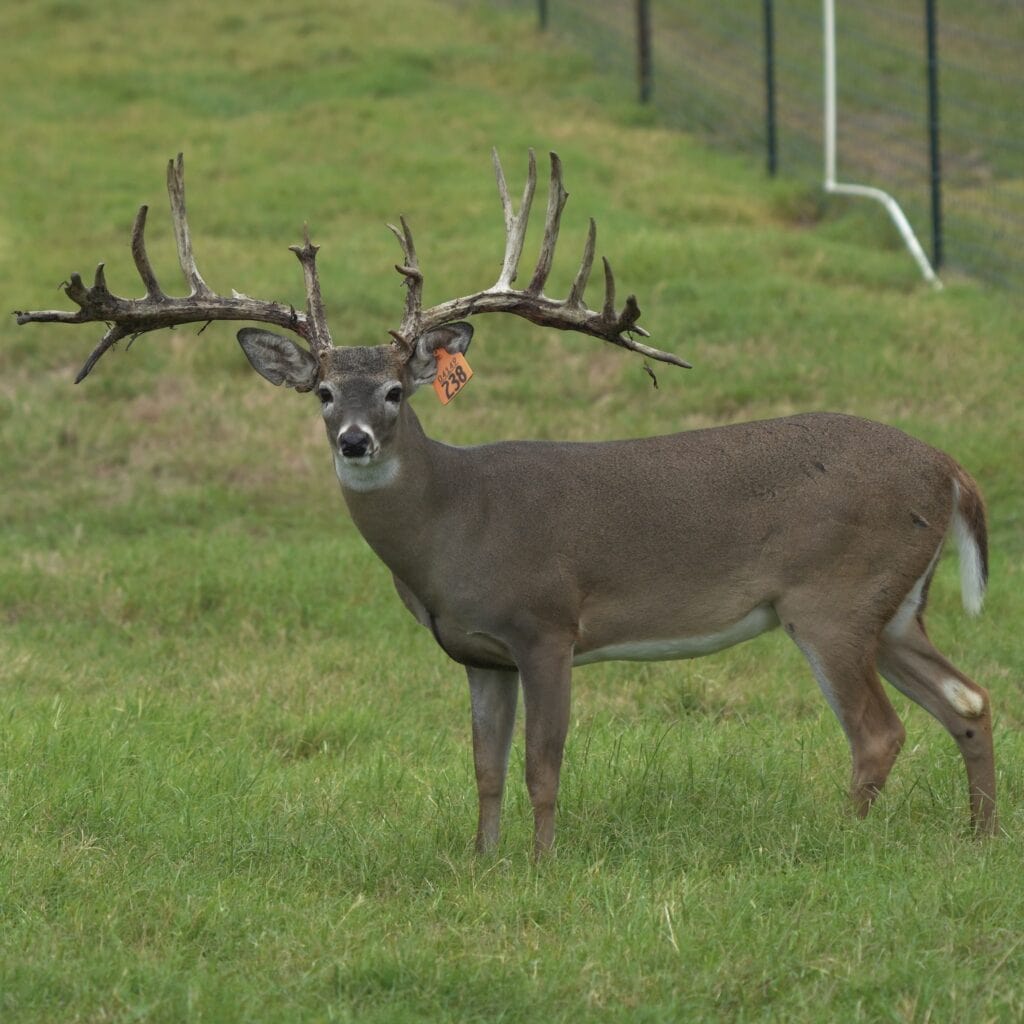 M3 Whitetails are Texas deer breeders that specialize in raising and selling whitetail Breeder Bucks, whitetail DMP Bucks, whitetail Stocker Bucks, as well as open and bred whitetail does. Big Texas Typicals are what buyers want when buying Texas DMP Bucks, Stocker Bucks, and Breeder Bucks. Our whitetail deer for sale are sure to impress and are priced competitively. Like my bucks? Buy my does!