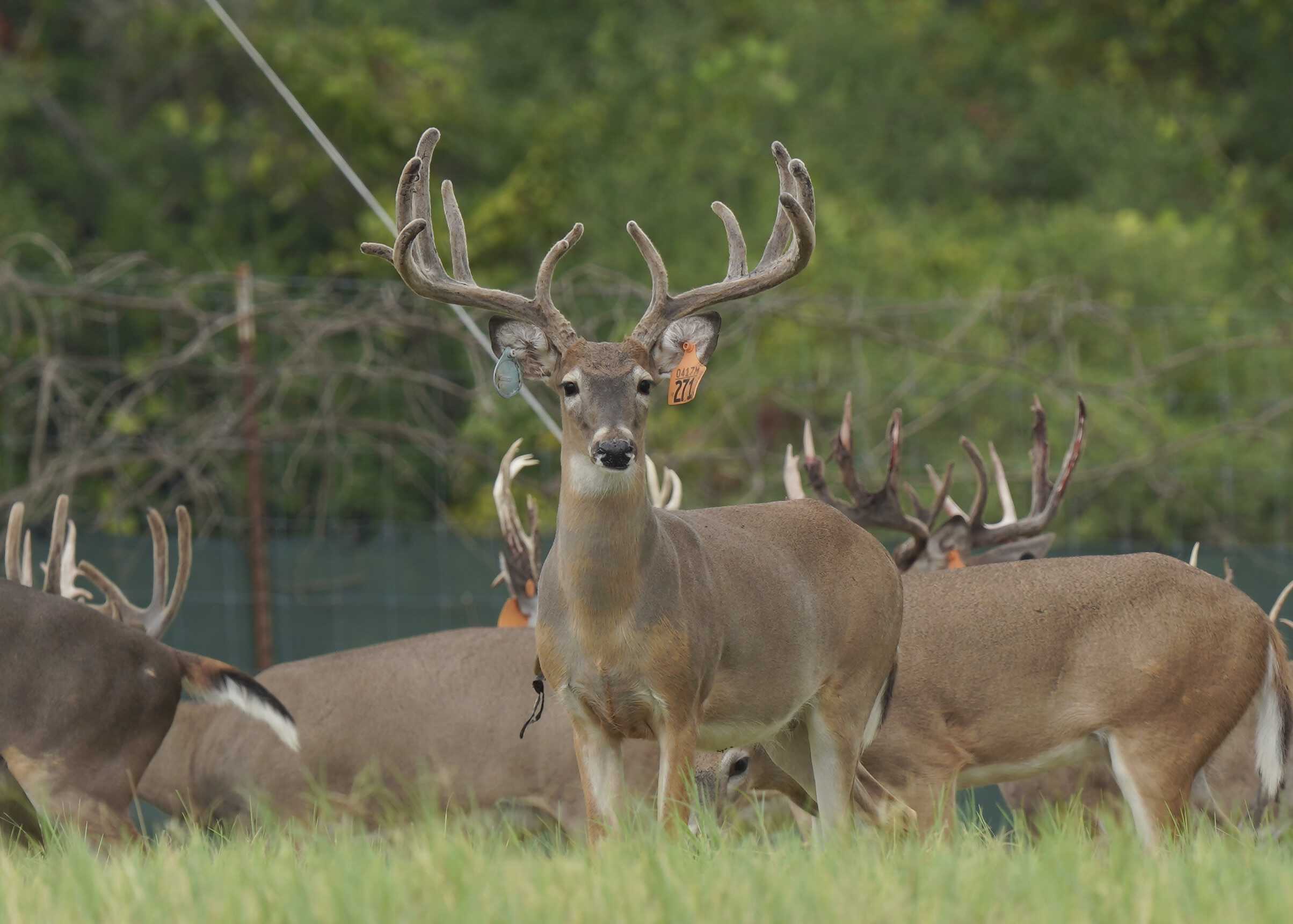 M3 Whitetails are Texas deer breeders that specialize in raising and selling whitetail Breeder Bucks, whitetail DMP Bucks, whitetail Stocker Bucks, as well as open and bred whitetail does. Big Texas Typicals are what buyers want when buying Texas DMP Bucks, Stocker Bucks, and Breeder Bucks. Our whitetail deer for sale are sure to impress and are priced competitively. Like my bucks? Buy my does!