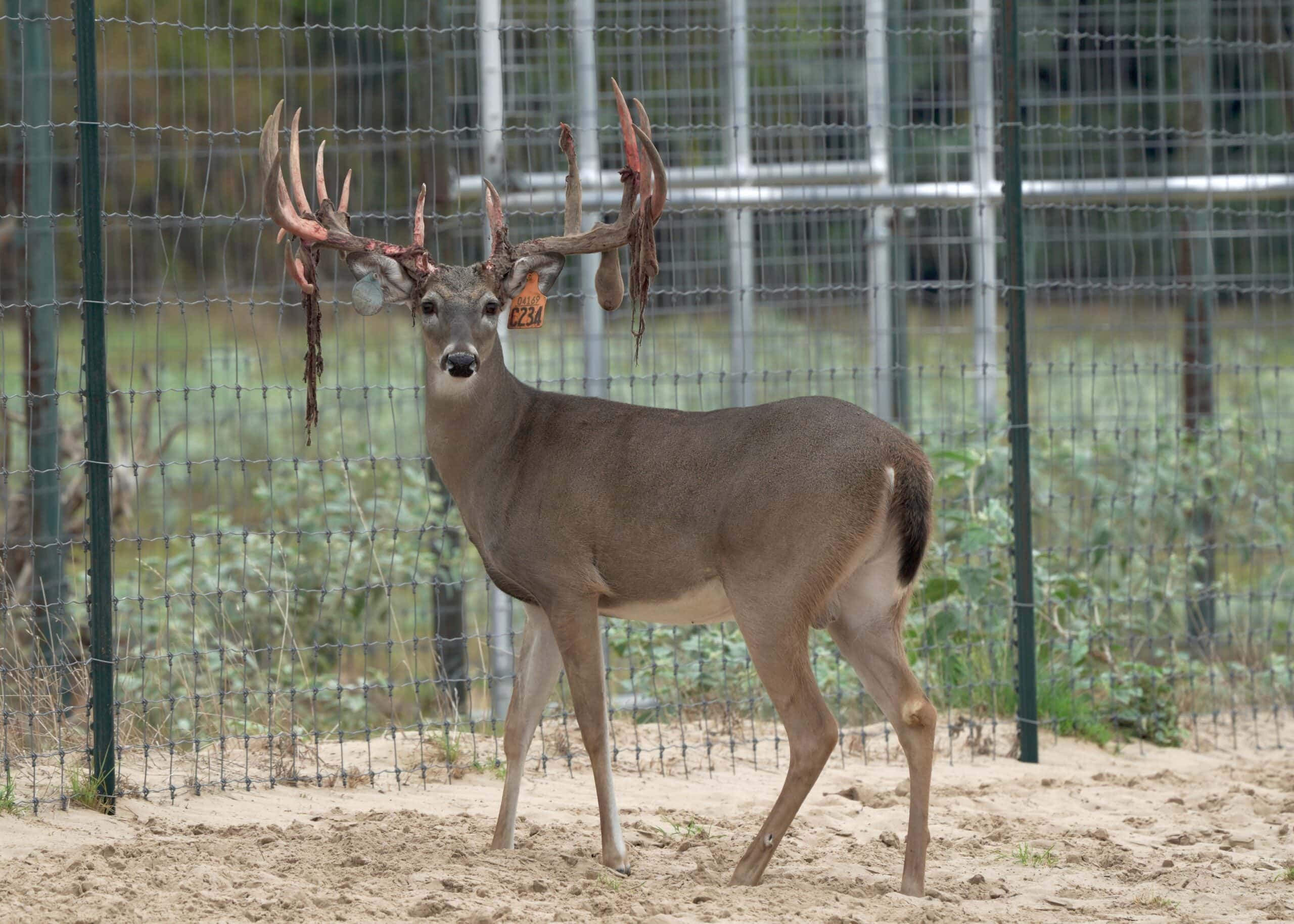 M3 Whitetails are Texas deer breeders that specialize in raising and selling whitetail Breeder Bucks, whitetail DMP Bucks, whitetail Stocker Bucks, as well as open and bred whitetail does. Big Texas Typicals are what buyers want when buying Texas DMP Bucks, Stocker Bucks, and Breeder Bucks. Our whitetail deer for sale are sure to impress and are priced competitively. Like my bucks? Buy my does!