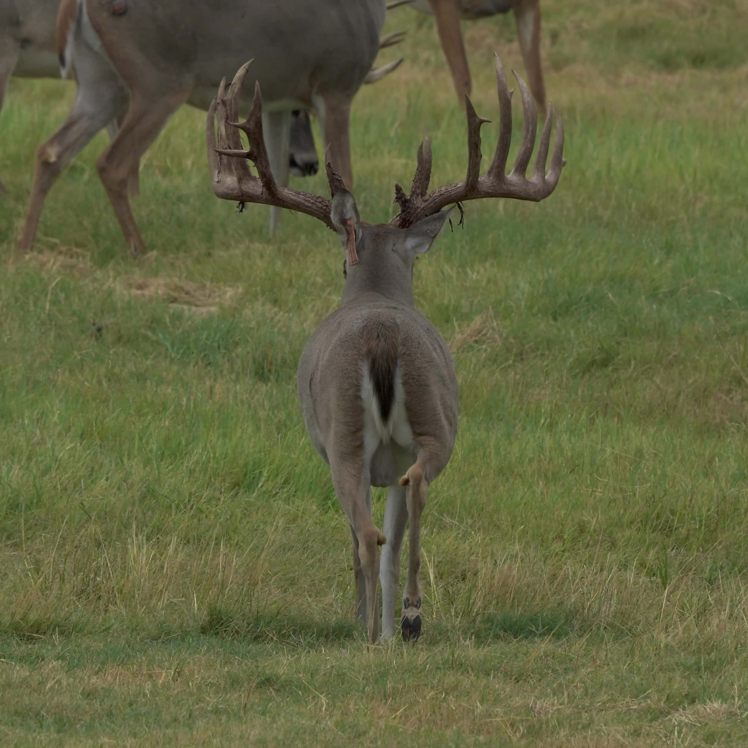 M3 Whitetails are Texas deer breeders that specialize in raising and selling whitetail Breeder Bucks, whitetail DMP Bucks, whitetail Stocker Bucks, as well as open and bred whitetail does. Big Texas Typicals are what buyers want when buying Texas DMP Bucks, Stocker Bucks, and Breeder Bucks. Our whitetail deer for sale are sure to impress and are priced competitively. Like my bucks? Buy my does!