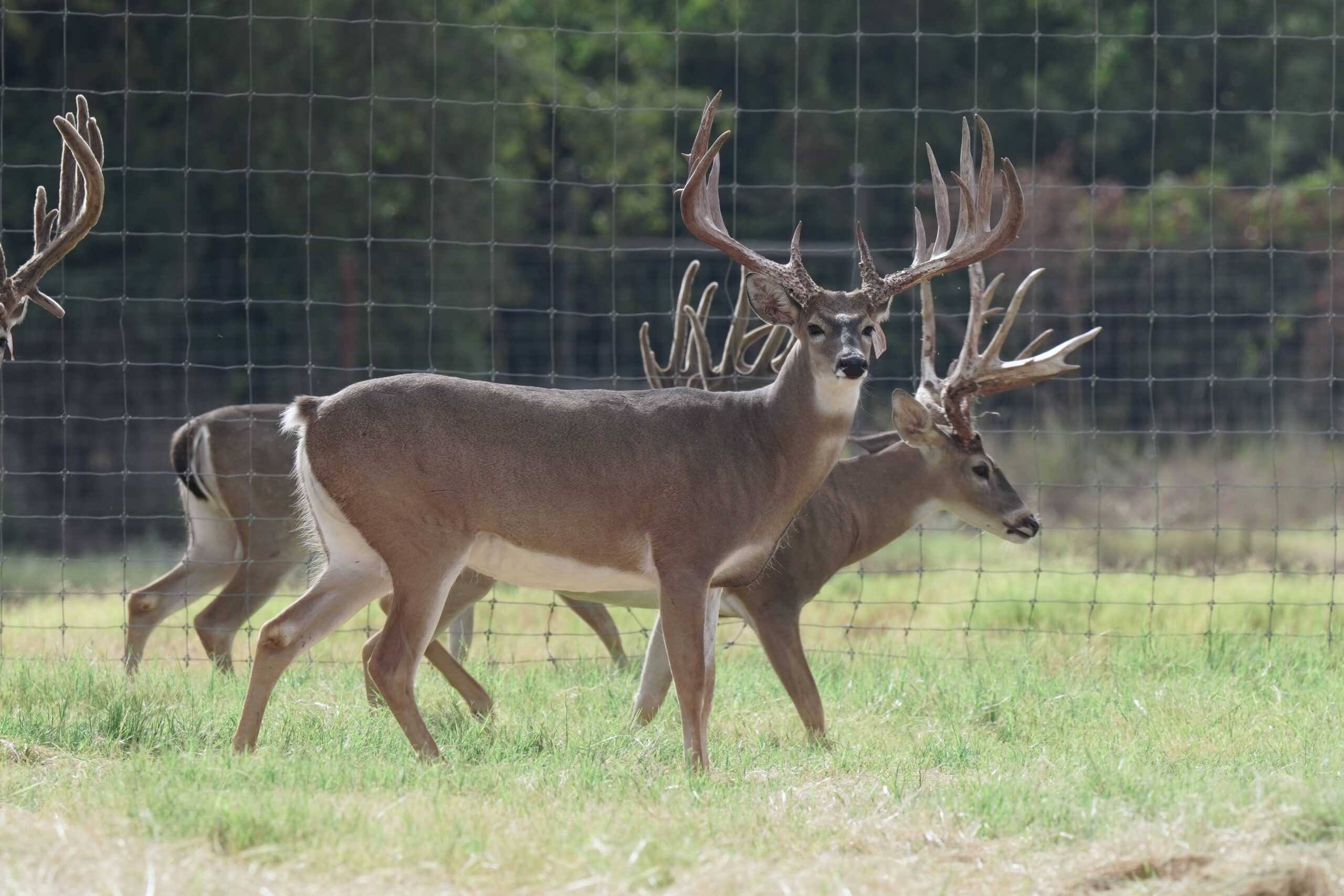 M3 Whitetails are Texas deer breeders that specialize in raising and selling whitetail Breeder Bucks, whitetail DMP Bucks, whitetail Stocker Bucks, as well as open and bred whitetail does. Big Texas Typicals are what buyers want when buying Texas DMP Bucks, Stocker Bucks, and Breeder Bucks. Our whitetail deer for sale are sure to impress and are priced competitively. Like my bucks? Buy my does!