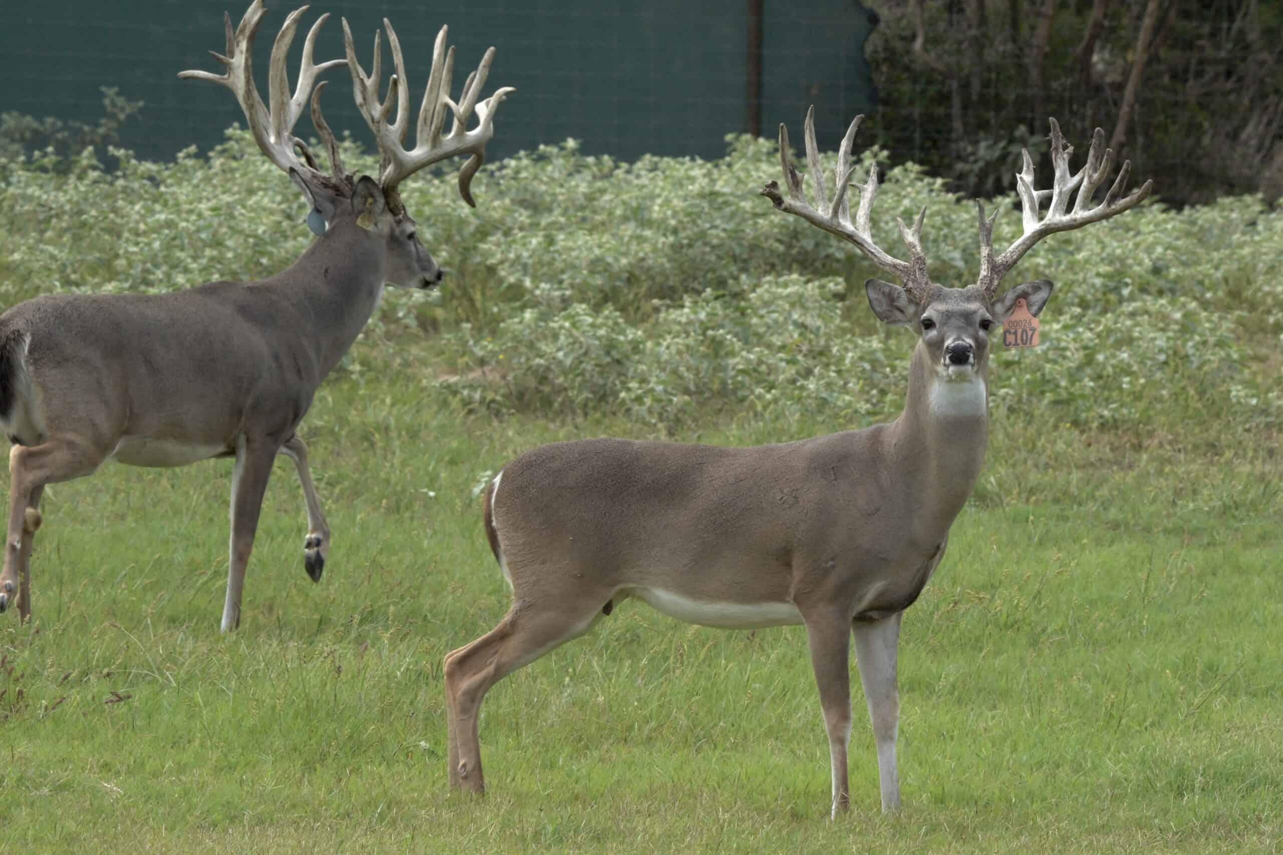 M3 Whitetails are Texas deer breeders that specialize in raising and selling whitetail Breeder Bucks, whitetail DMP Bucks, whitetail Stocker Bucks, as well as open and bred whitetail does. Big Texas Typicals are what buyers want when buying Texas DMP Bucks, Stocker Bucks, and Breeder Bucks. Our whitetail deer for sale are sure to impress and are priced competitively. Like my bucks? Buy my does!