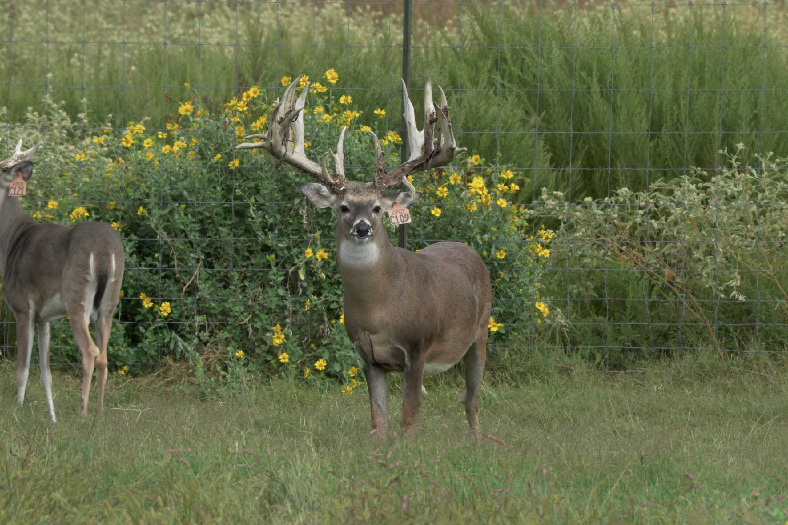 M3 Whitetails are Texas deer breeders that specialize in raising and selling whitetail Breeder Bucks, whitetail DMP Bucks, whitetail Stocker Bucks, as well as open and bred whitetail does. Big Texas Typicals are what buyers want when buying Texas DMP Bucks, Stocker Bucks, and Breeder Bucks. Our whitetail deer for sale are sure to impress and are priced competitively. Like my bucks? Buy my does!