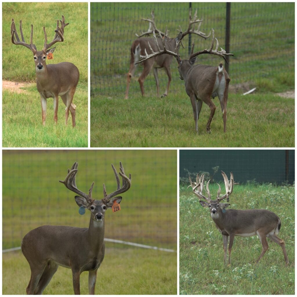 M3 Whitetails are Texas deer breeders that specialize in raising and selling whitetail Breeder Bucks, whitetail DMP Bucks, whitetail Stocker Bucks, as well as open and bred whitetail does. Big Texas Typicals are what buyers want when buying Texas DMP Bucks, Stocker Bucks, and Breeder Bucks. Our whitetail deer for sale are sure to impress and are priced competitively. Like my bucks? Buy my does!