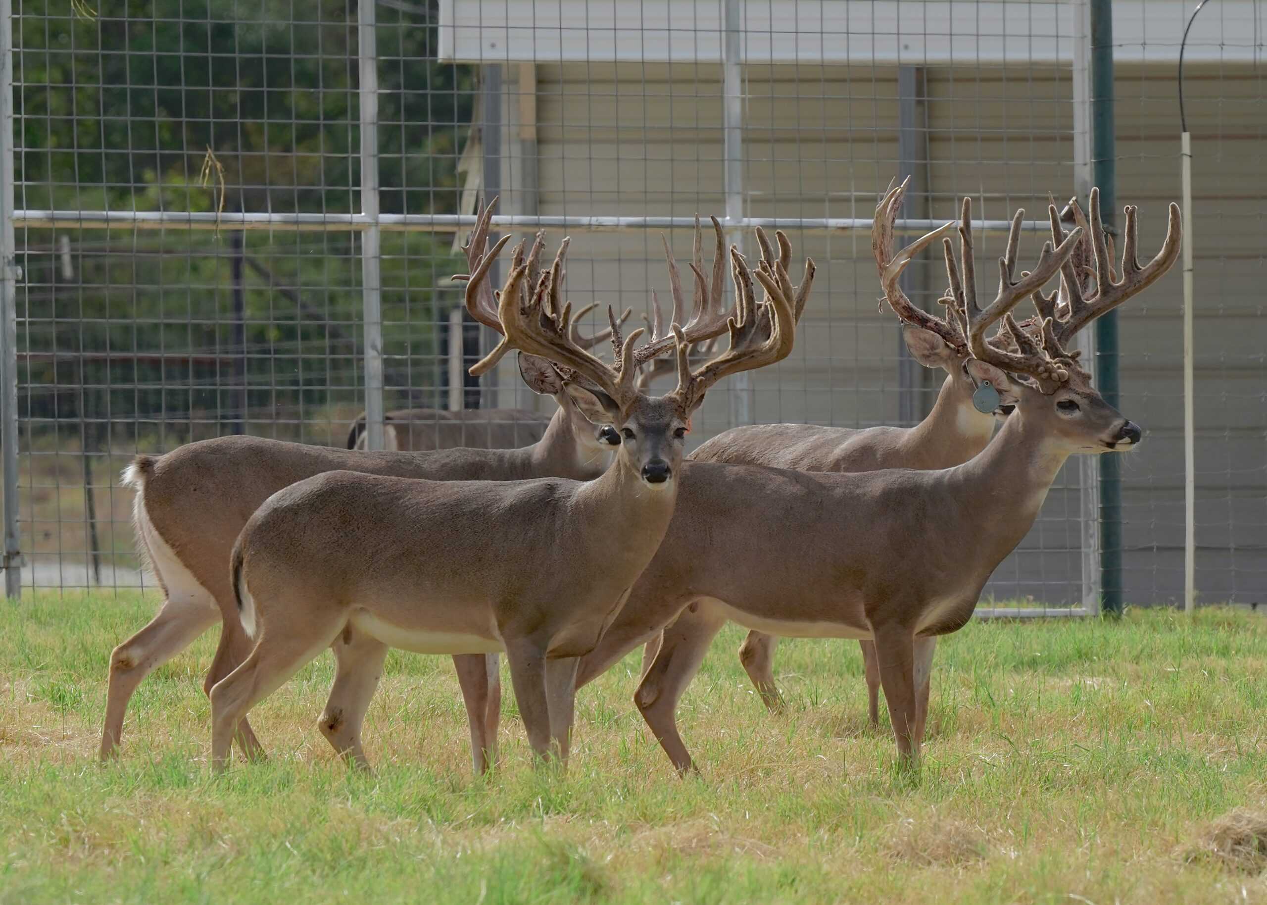 M3 Whitetails are Texas deer breeders that specialize in raising and selling whitetail Breeder Bucks, whitetail DMP Bucks, whitetail Stocker Bucks, as well as open and bred whitetail does. Big Texas Typicals are what buyers want when buying Texas DMP Bucks, Stocker Bucks, and Breeder Bucks. Our whitetail deer for sale are sure to impress and are priced competitively. Like my bucks? Buy my does!