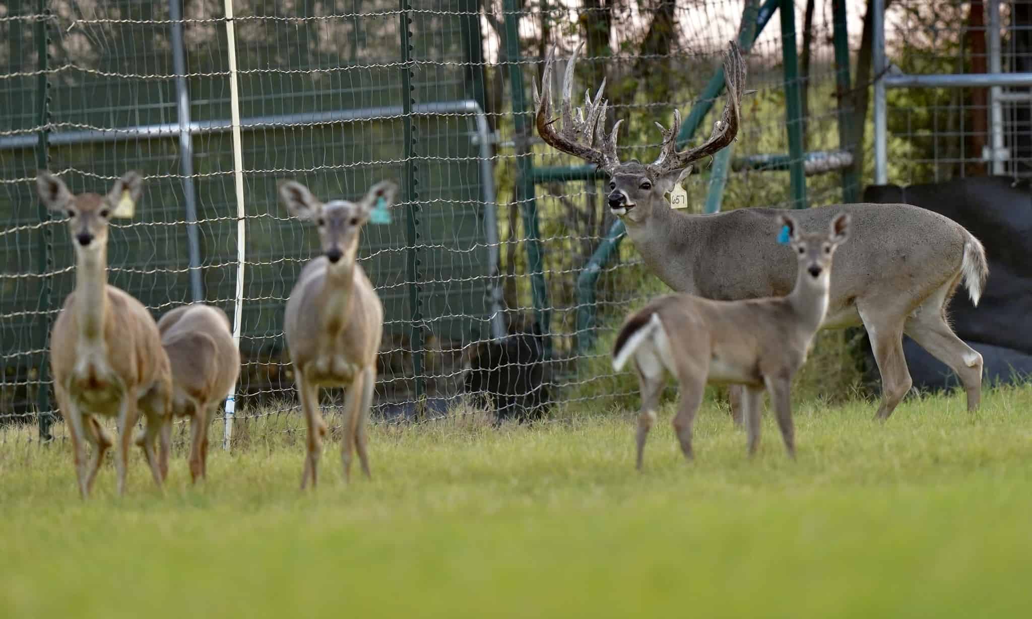 M3 Whitetails are Texas deer breeders that specialize in raising and selling whitetail Breeder Bucks, whitetail DMP Bucks, whitetail Stocker Bucks, as well as open and bred whitetail does. Big Texas Typicals are what buyers want when buying Texas DMP Bucks, Stocker Bucks, and Breeder Bucks. Our whitetail deer for sale are sure to impress and are priced competitively. Like my bucks? Buy my does!
